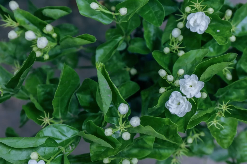 Jasmine White Green Leaf Blooming Flower