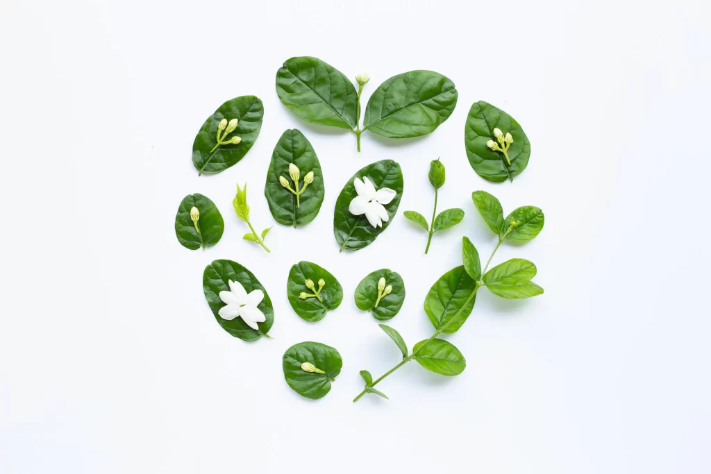 Jasmine White Green Leaf White Flower