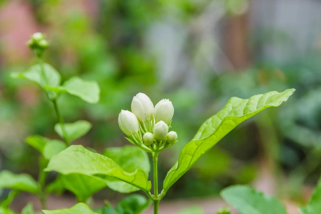 Jasmine White Green Leaf warm Nature