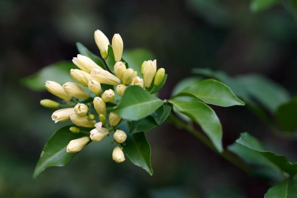 Jasmine White Green Leaf gray Nature
