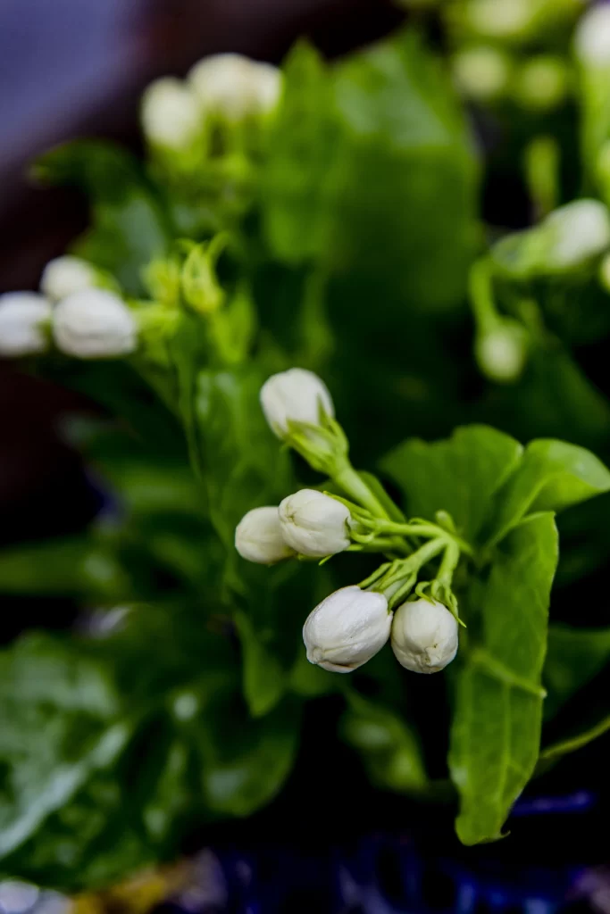 Jasmine White Green warm Leaf
