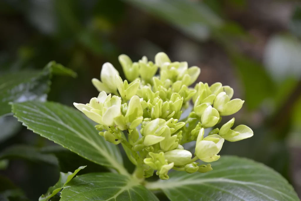 Jasmine White Green warm Leaf
