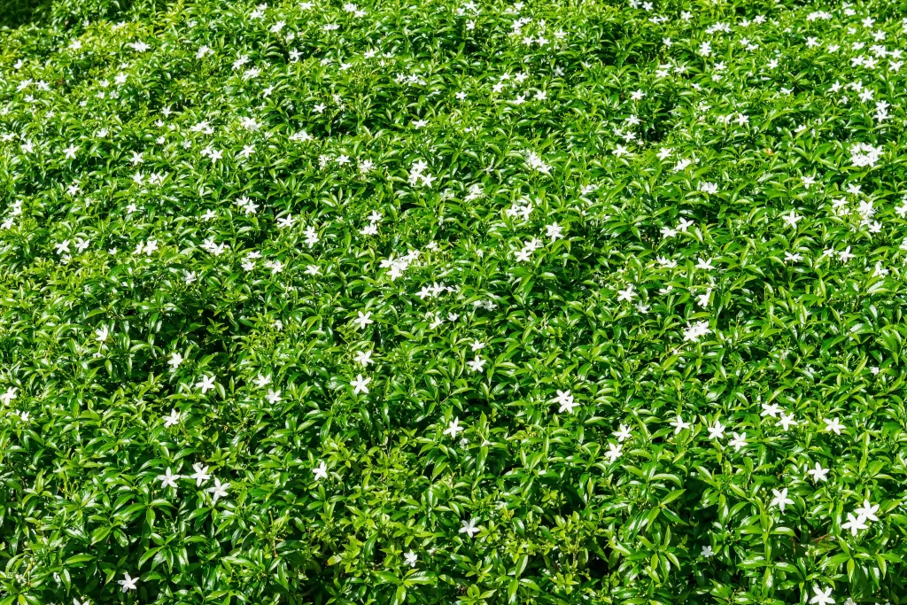 Jasmine White Petals Green warm Leaves
