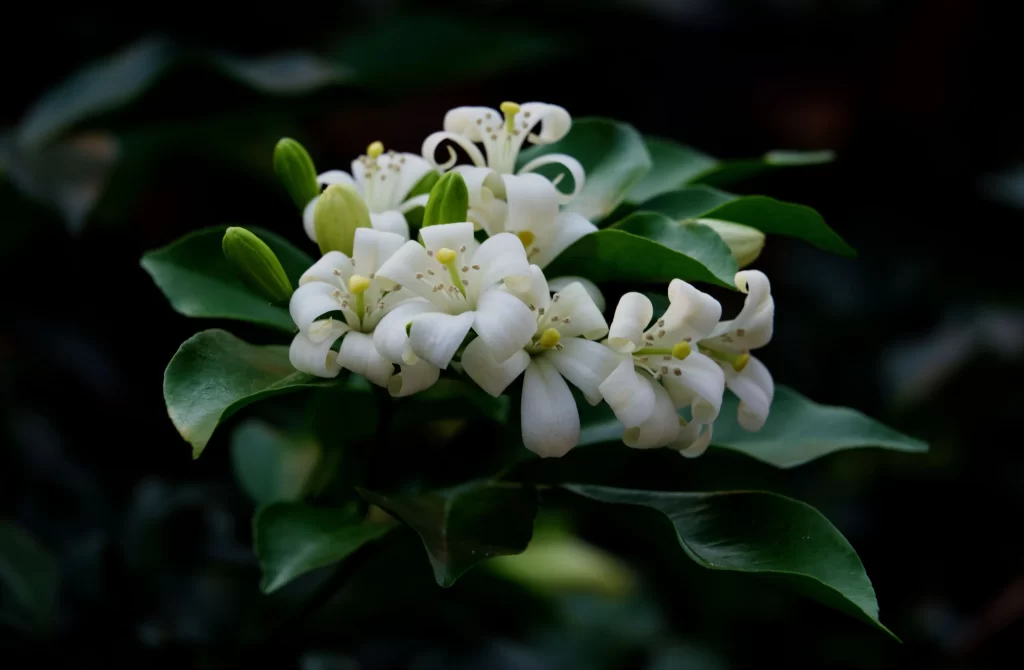 Jasmine White Petals Green Leaves Dark Background