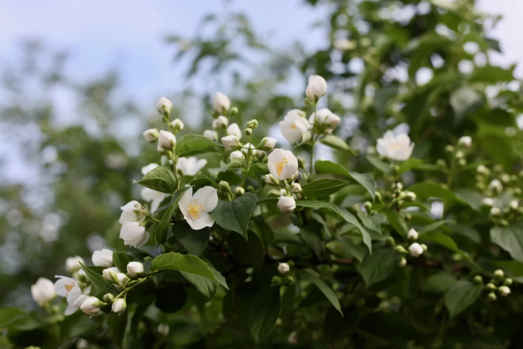 Jasmine White Petals Green Leaves Blue gray Sky