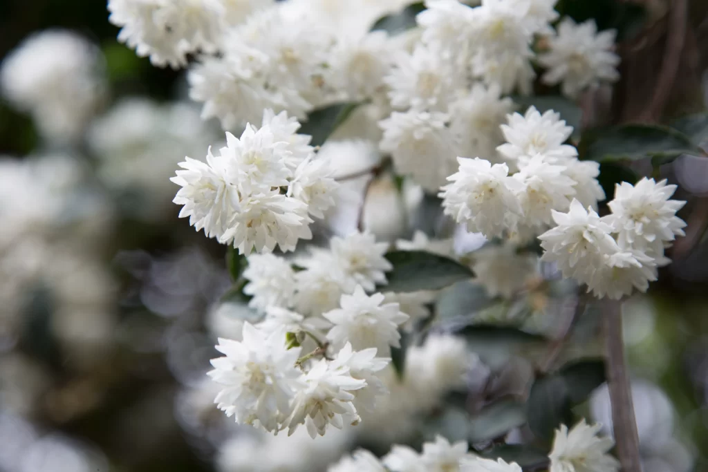 Jasmine White Petals Green gray Leaves