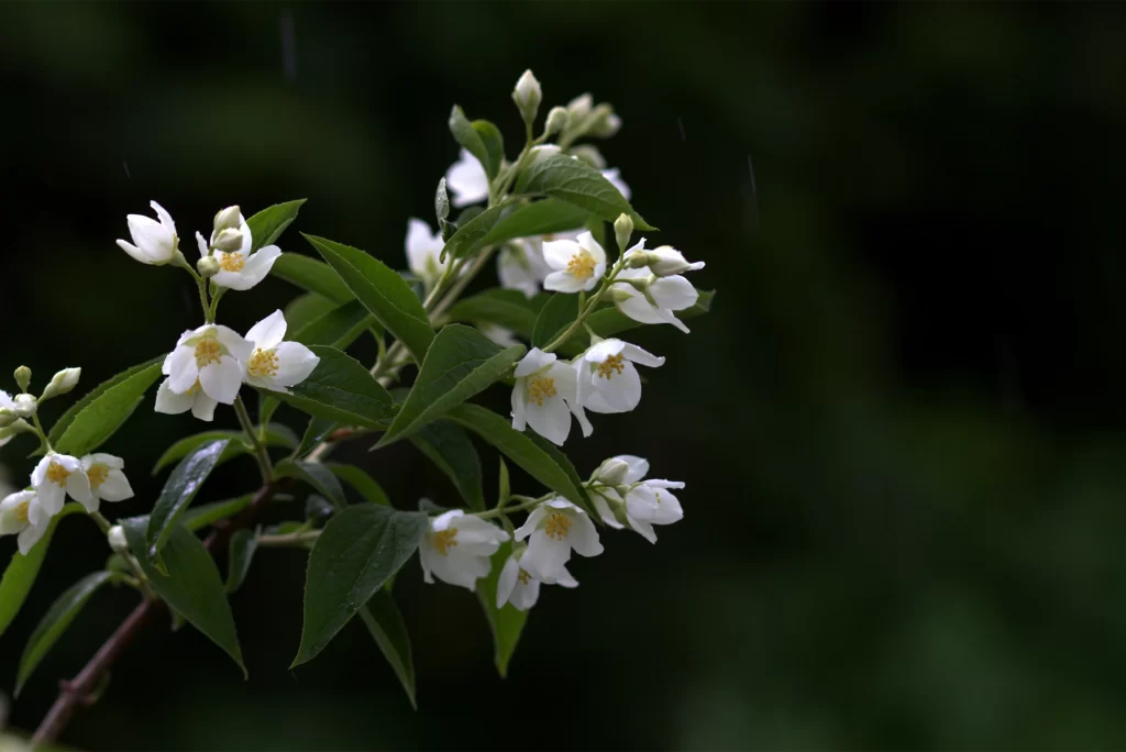 Jasmine White Petals Green Leaves Dark Background