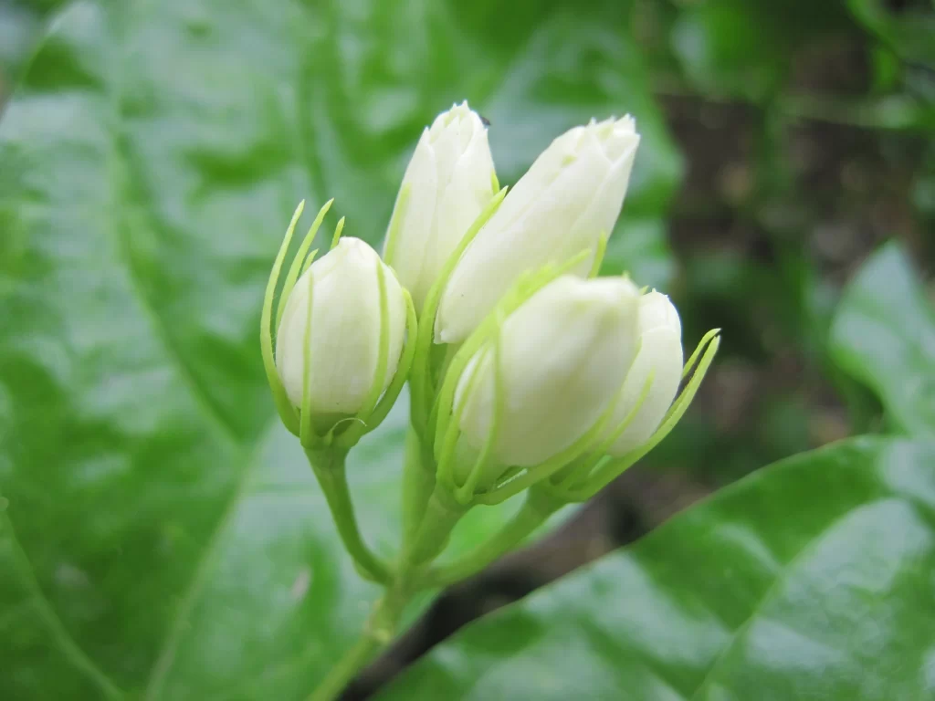 Jasmine White Petals Green Leaves warm Nature
