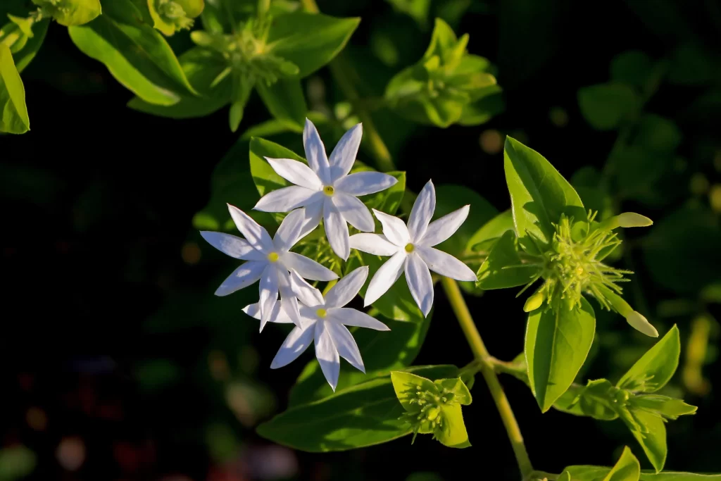 Jasmine White Petals Green Leaves dark Sunlight