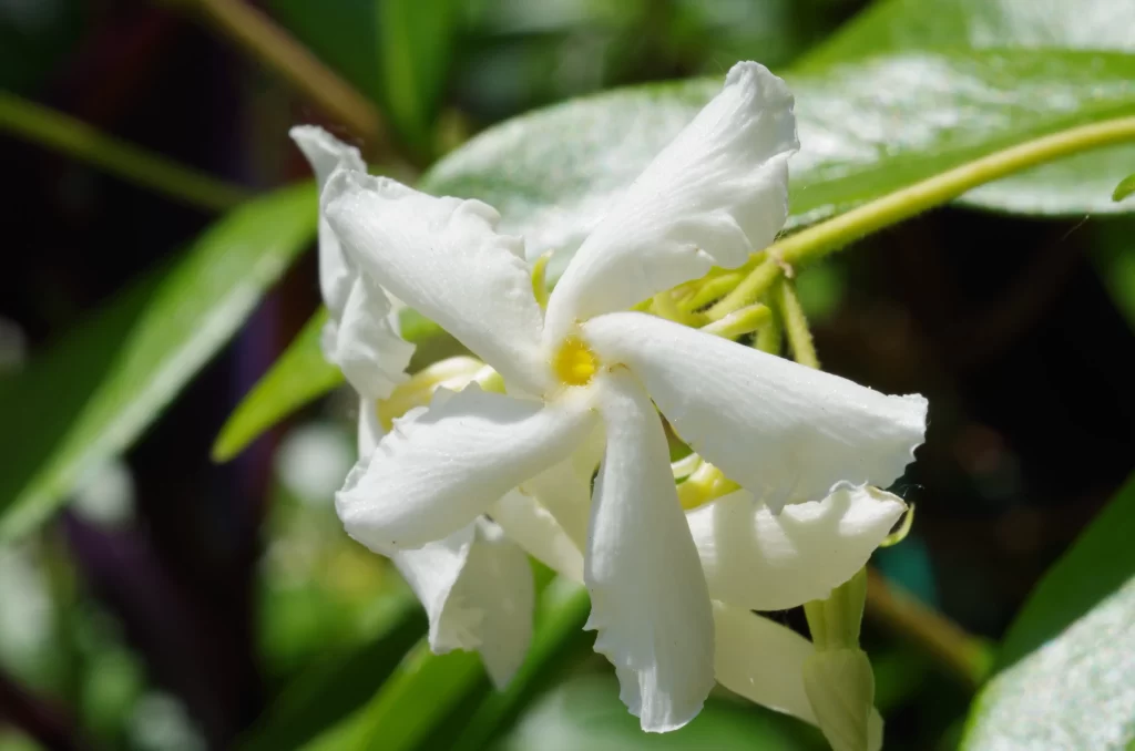 Jasmine White Petals Green warm Leaves