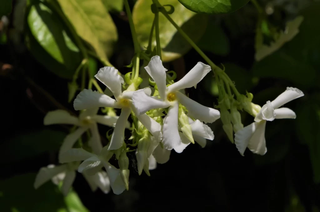 Jasmine White Petals Green dark Leaves