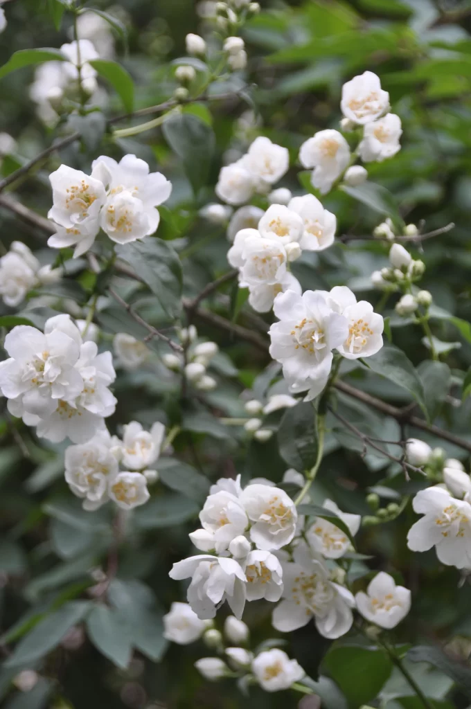 Jasmine White Petals Green gray Leaves