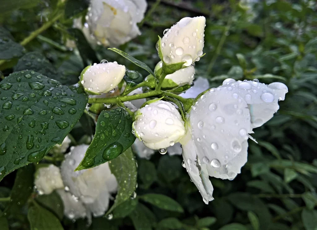 Jasmine White Petals Green Leaves gray Dewdrops