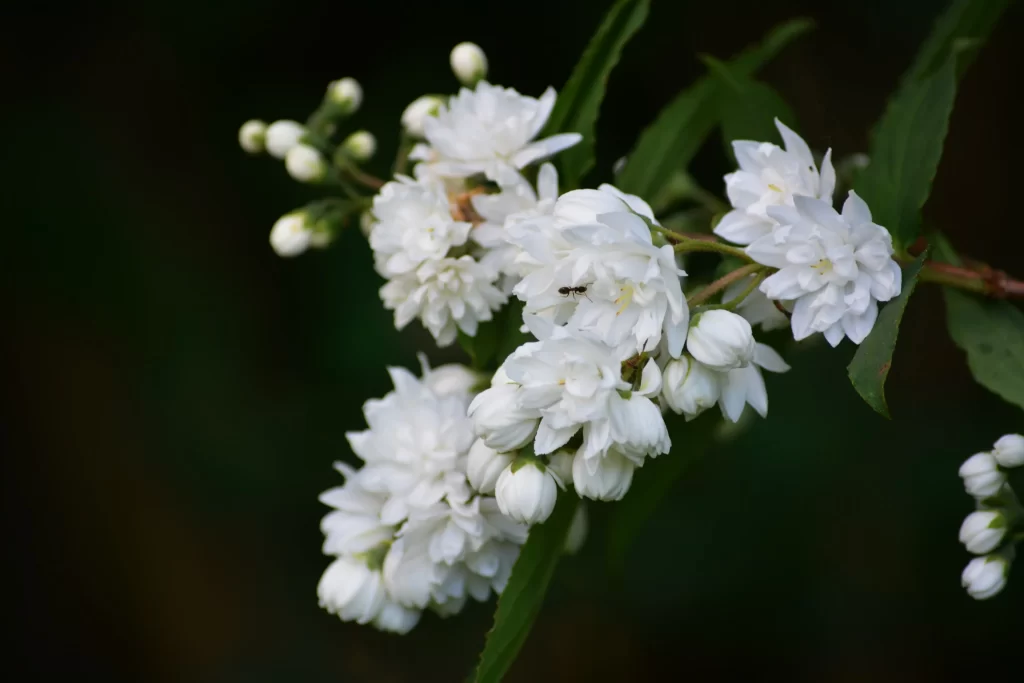 Jasmine White Petals Green Leaves Dark Background