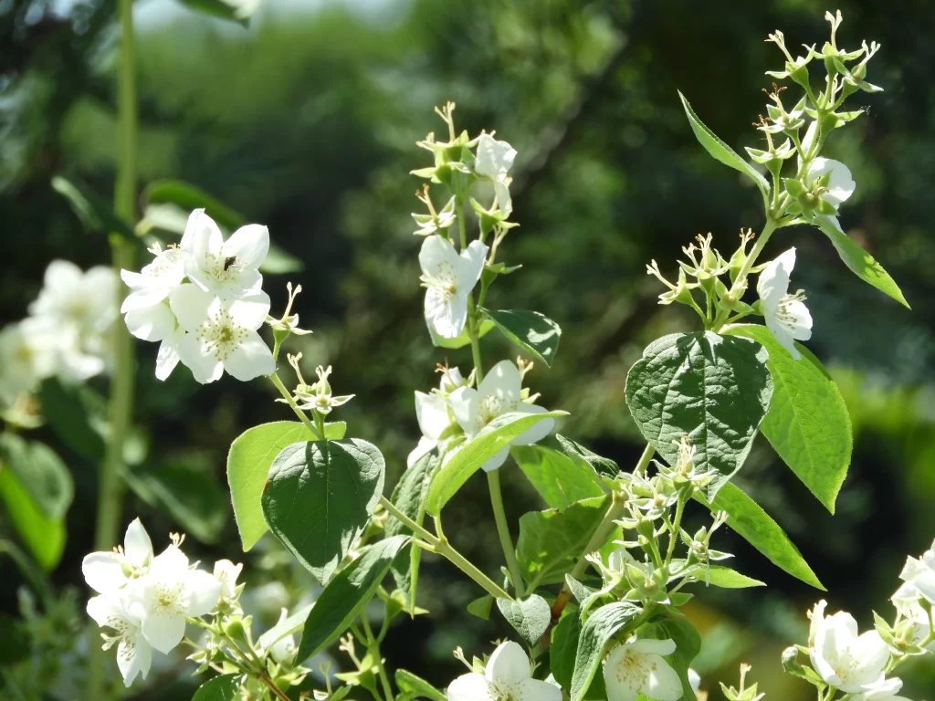 Jasmine White Petals Green Leaves warm Sunlight