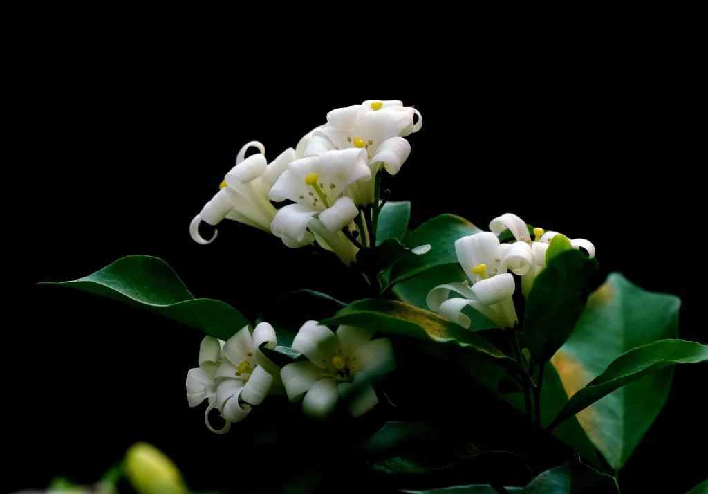 Jasmine White Petals Green Leaves Dark Background