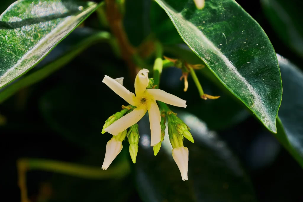 Jasmine White Petals Green dark Leaves