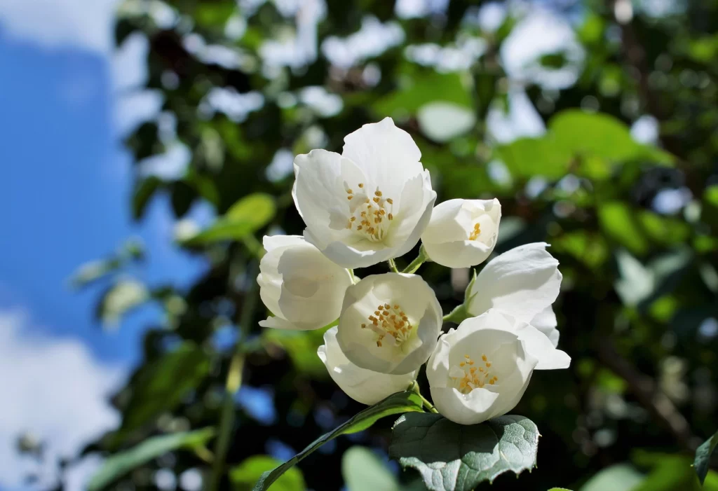 Jasmine White Petals Green Leaves Blue gray Sky