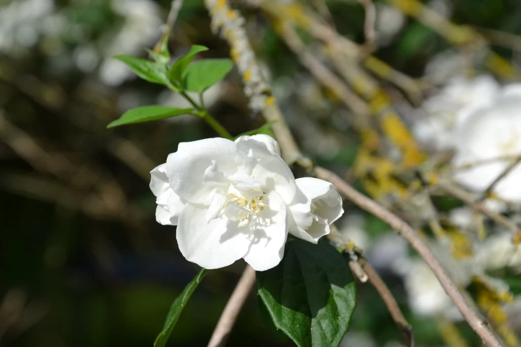 Jasmine White Petals Green Leaves Brown Branches