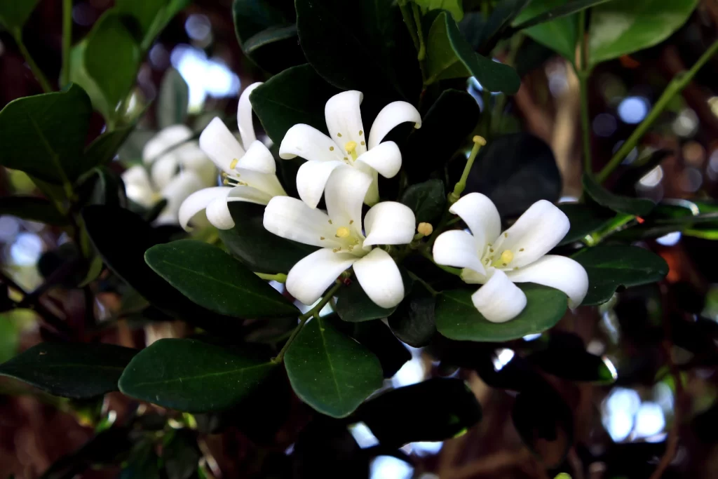 Jasmine White Petals Green dark Leaves