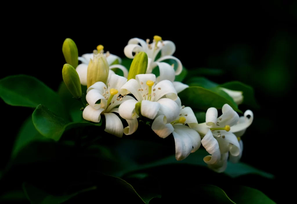 Jasmine White Petals Green Leaves Dark Background