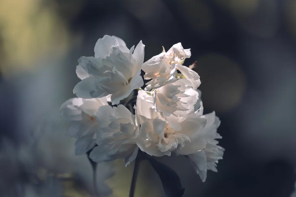 Jasmine White Petals Green Stem Soft Focus Background