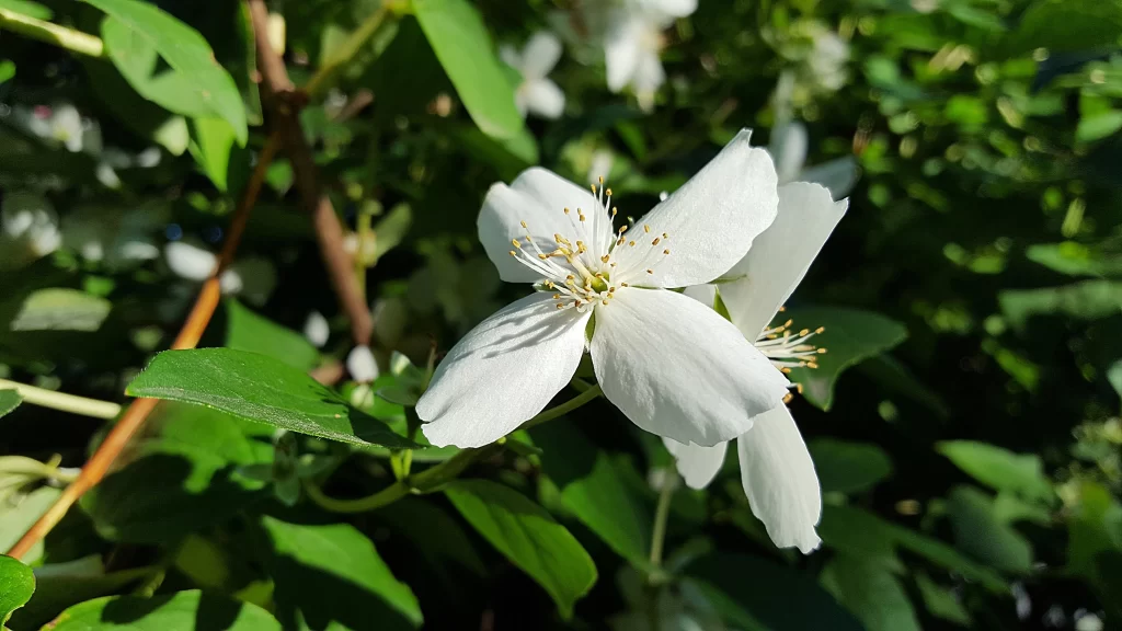 Jasmine White Petals Green Leaves warm Sunlight