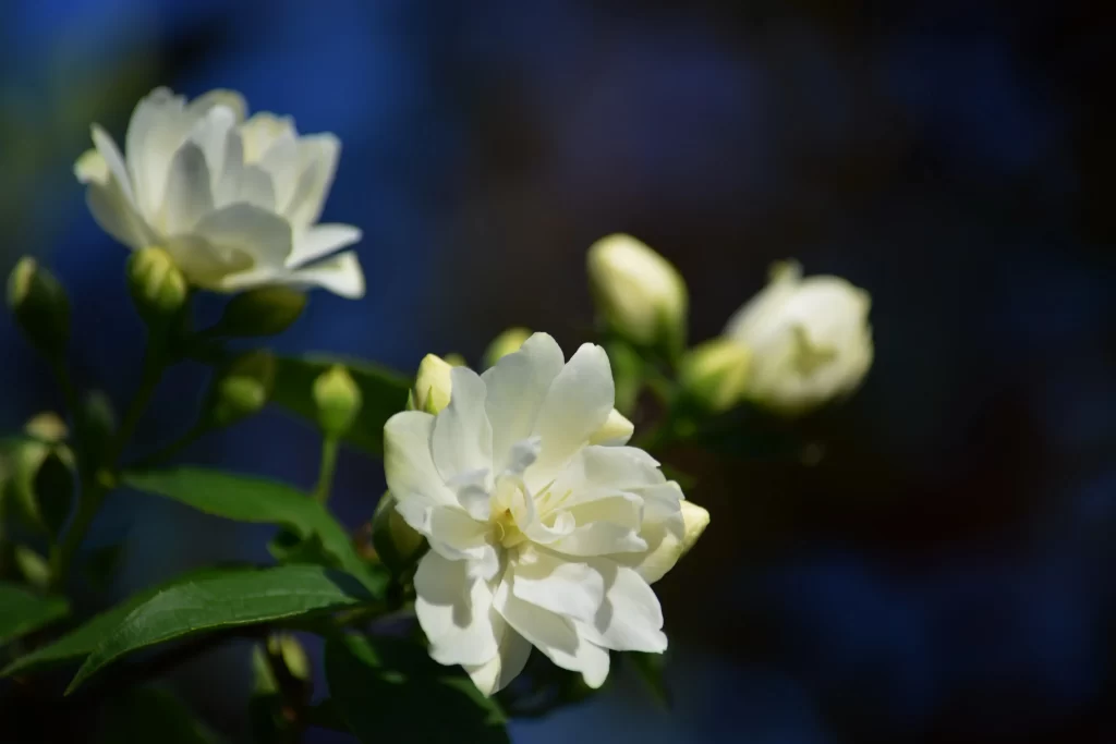 Jasmine White Petals Green Leaves Blue Background