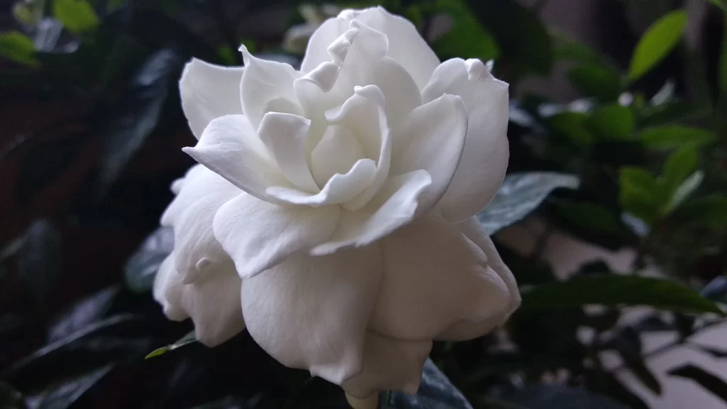 Jasmine White Petals Green gray Leaves