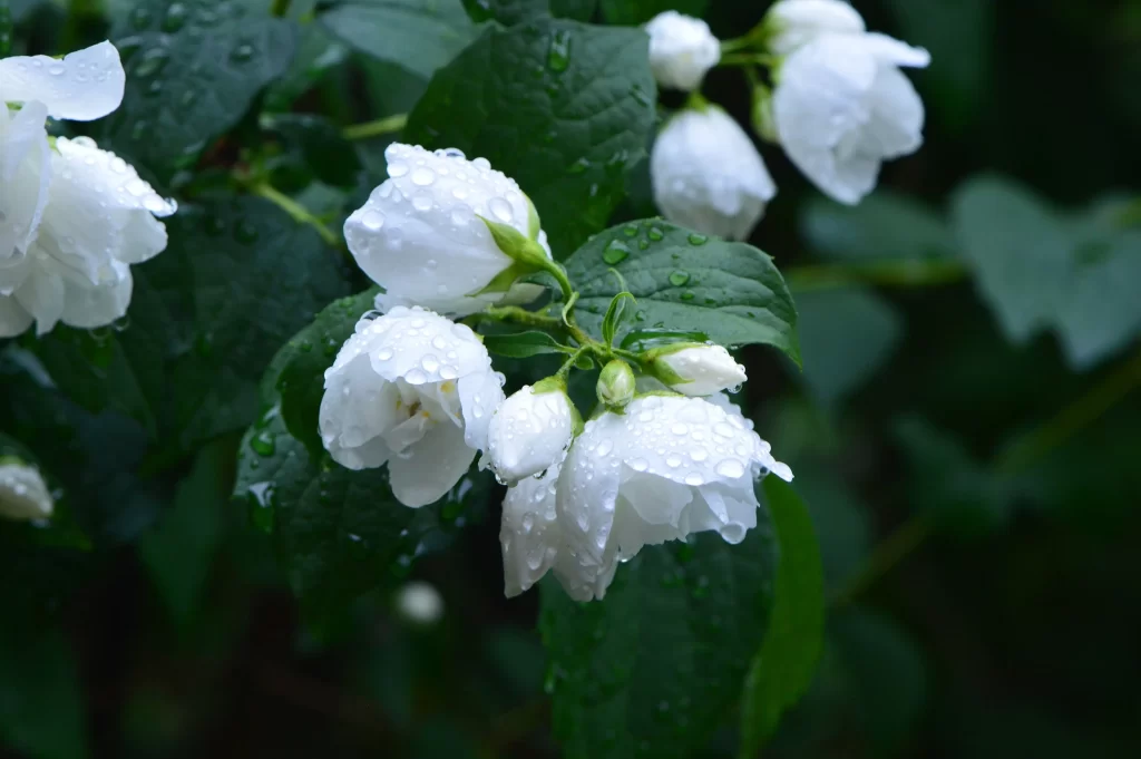 Jasmine White Petals Green Leaves gray Dewdrops