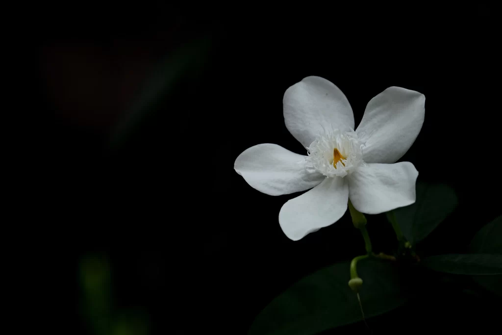 Jasmine White Petals Green Leaves Dark Background