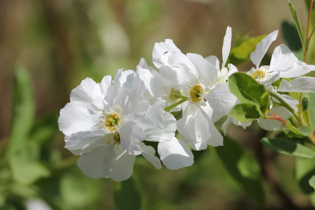 Jasmine White Petals Green Leaves Natural