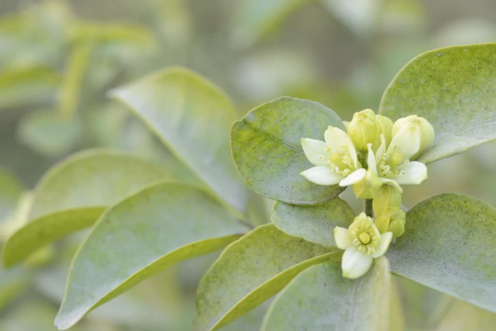 Jasmine White Petals Green Leaves warm Nature