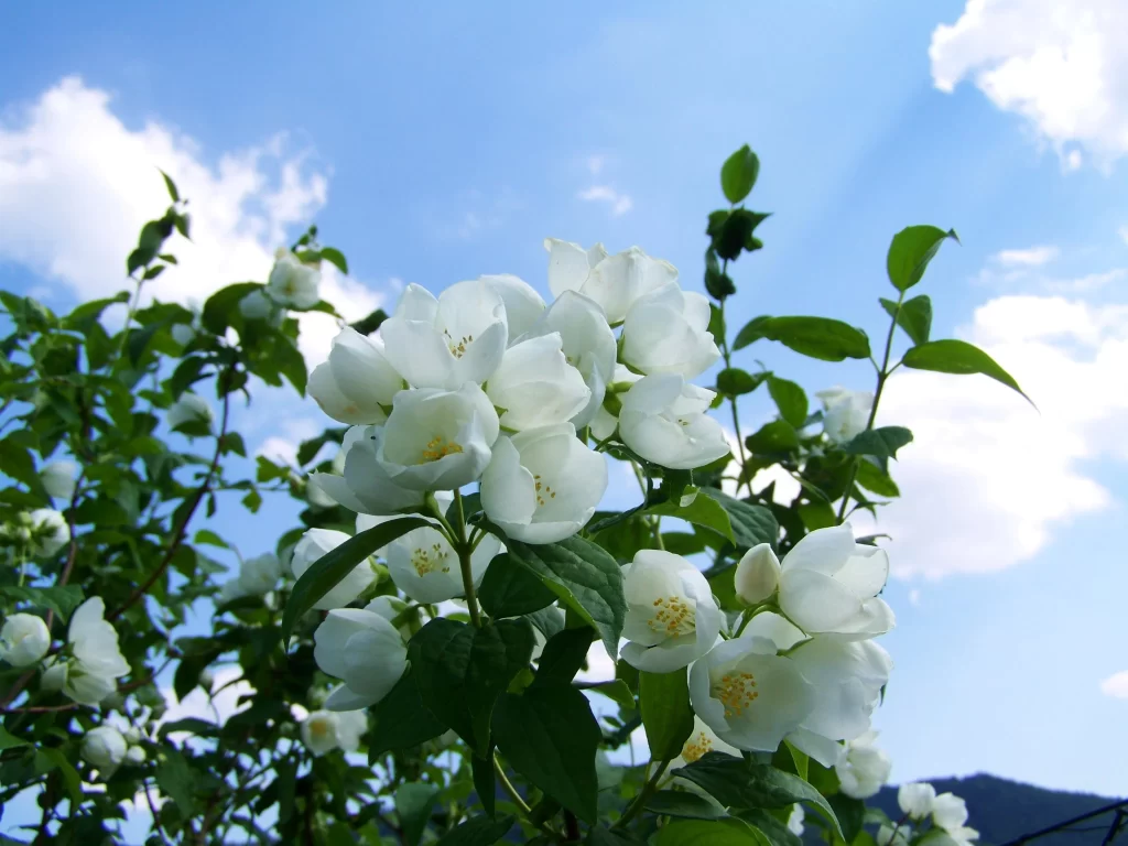 Jasmine White Petals Green Leaves Blue gray Sky