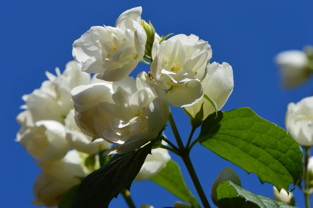 Jasmine White Petals Green Leaves Blue gray Sky