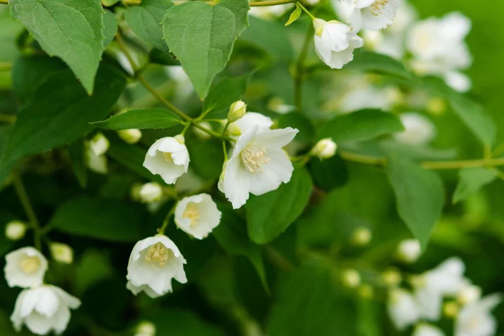 Jasmine White Petals Green Leaves warm Blooming
