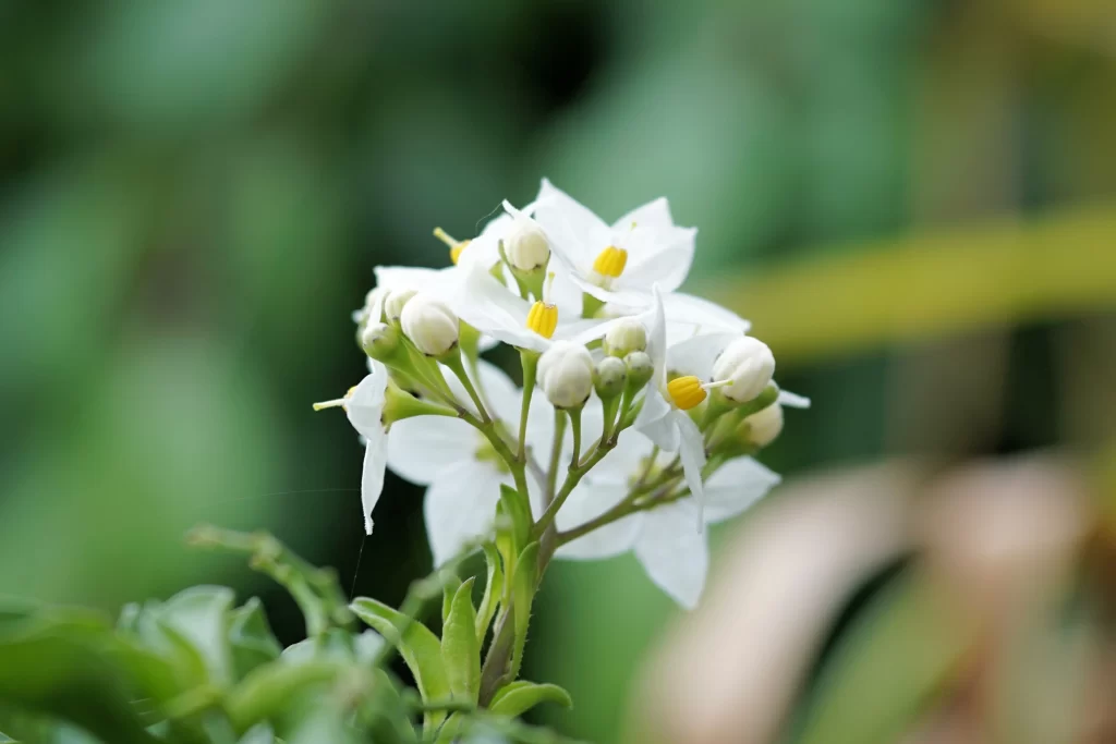 Jasmine White Petals Green Leaves warm Nature