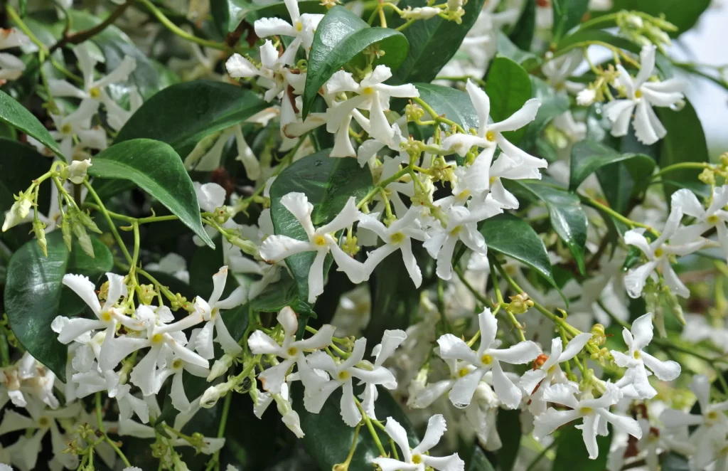 Jasmine White Petals Green warm Leaves