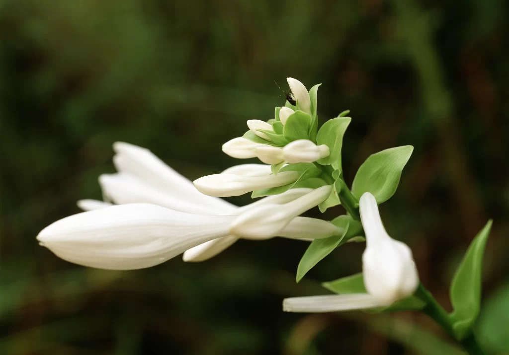 Jasmine White Petals Green Leaves gray Nature