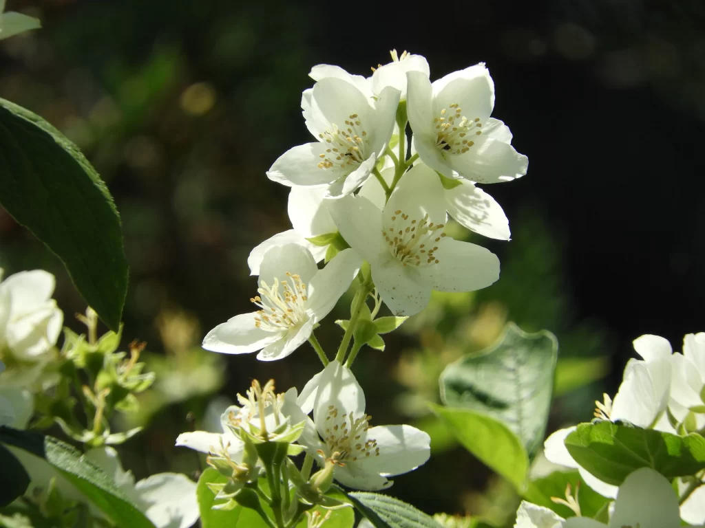 Jasmine White Petals Green Leaves warm Sunlight