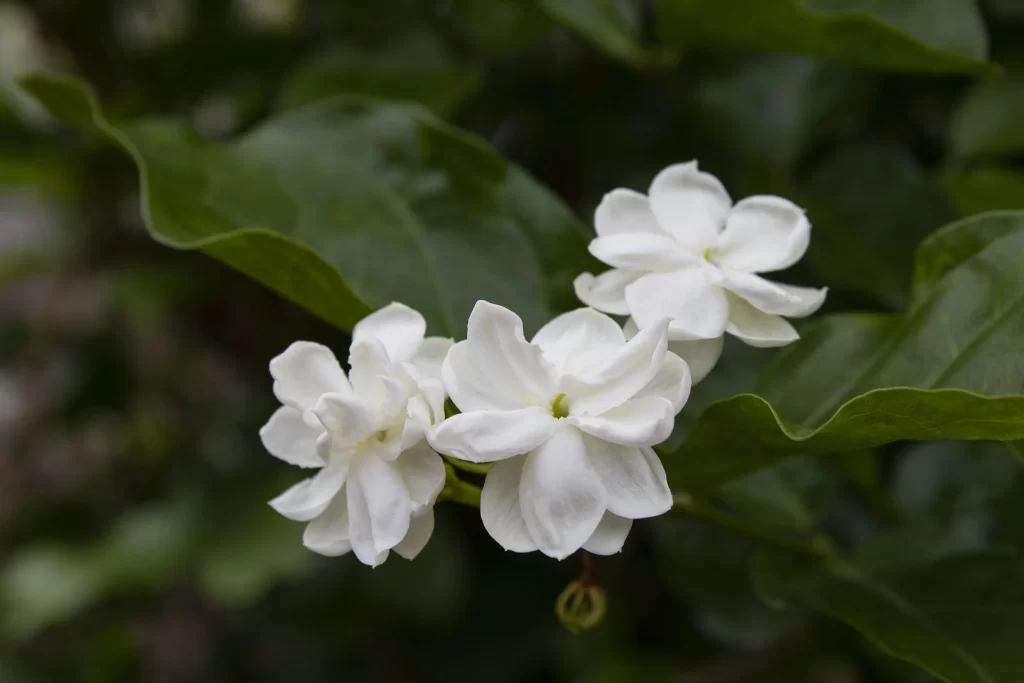Jasmine White Petals Green gray Leaves