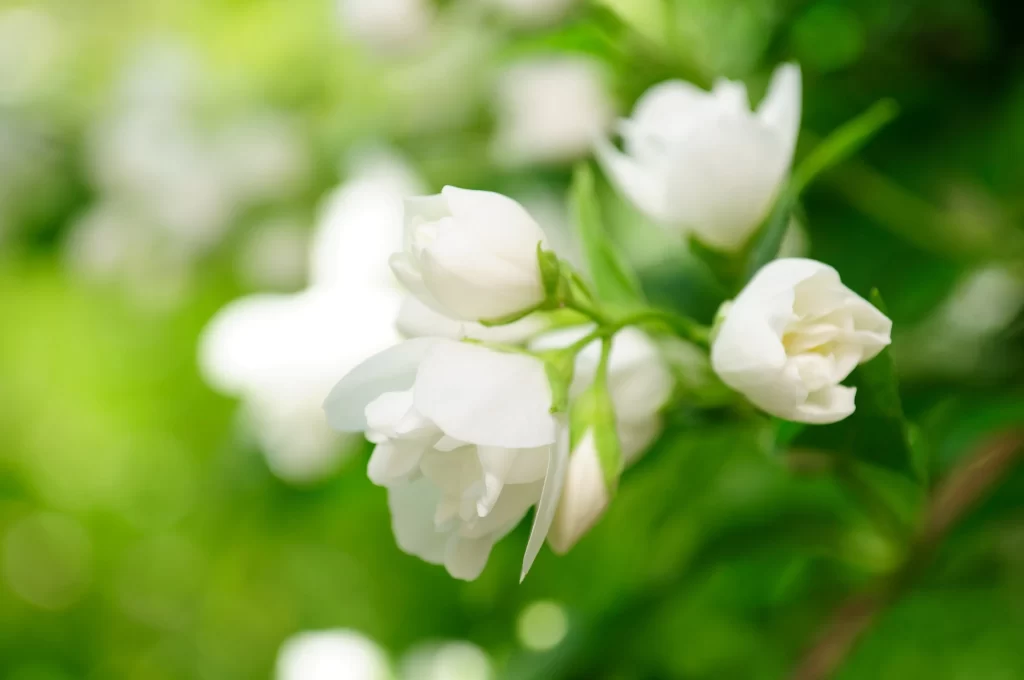 Jasmine White Petals Green warm Leaves