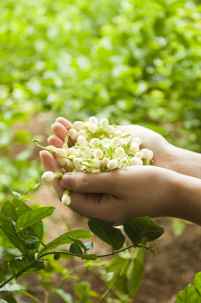 Jasmine White Petals Green Leaves Garden