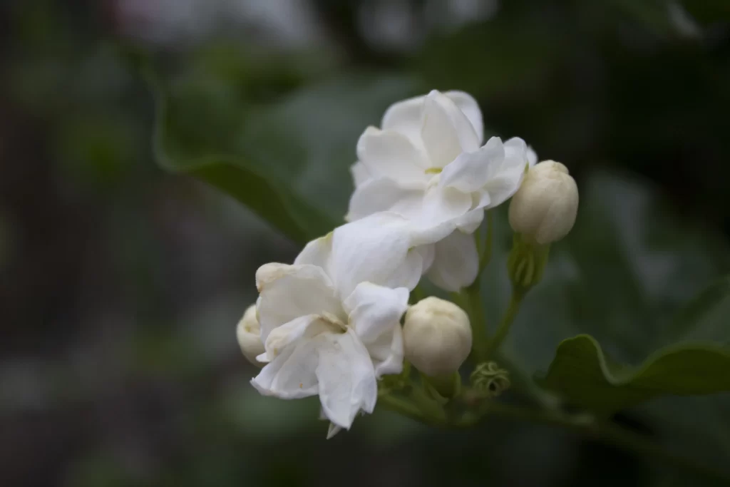 Jasmine White Petals Green gray Leaves