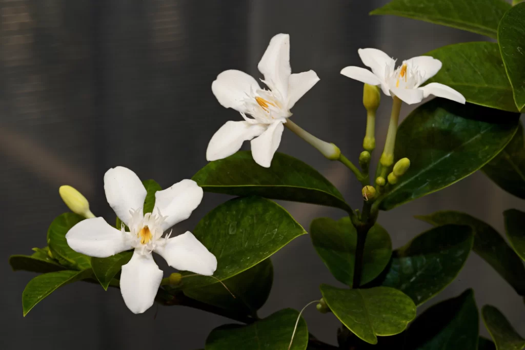 Jasmine White Petals Green Leaves Dark gray Background