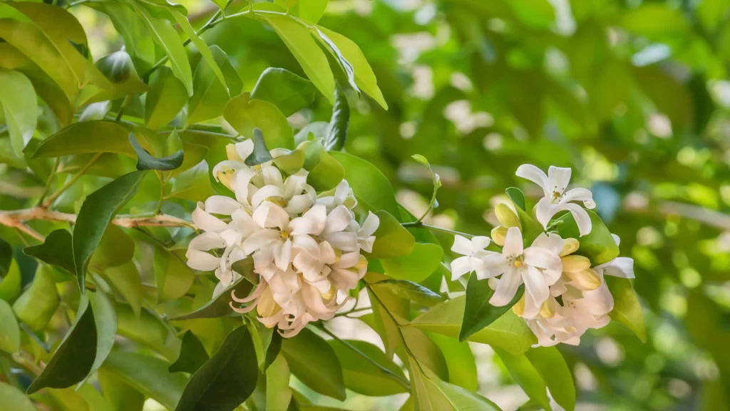 Jasmine White Petals Green Leaves warm Nature