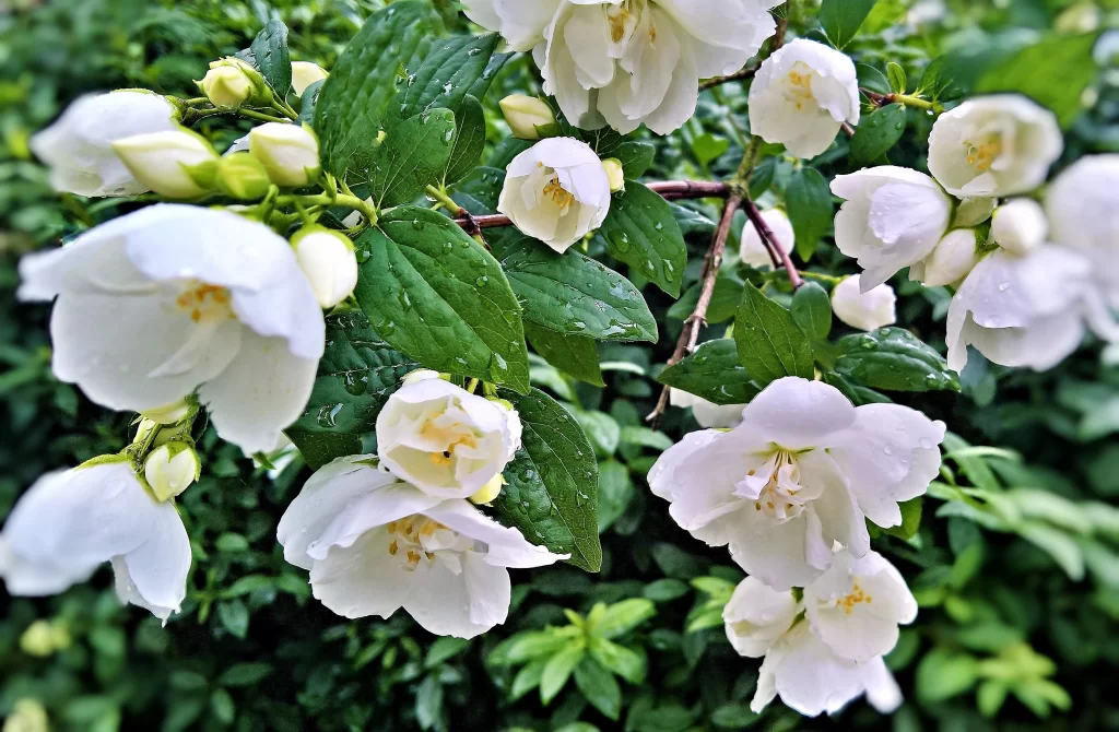 Jasmine White Petals Green Leaves gray Dewdrops