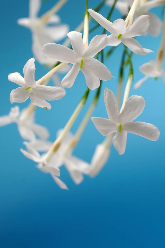 Jasmine White Petals Green Stem Blue Background
