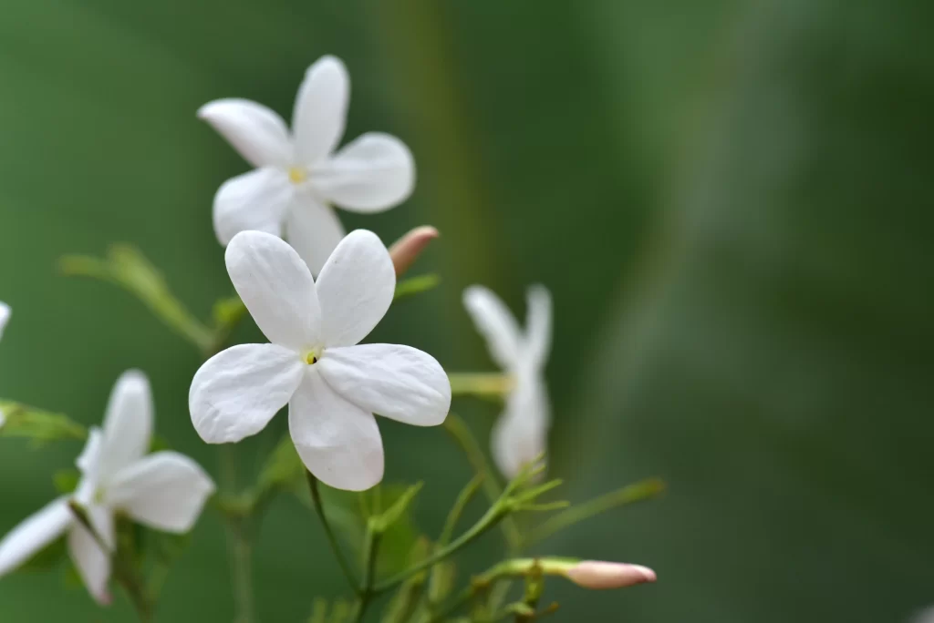 Jasmine White Petals Green warm Stem