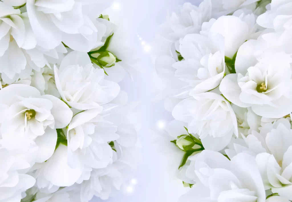Jasmine White Petals Green Stems Soft Background